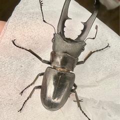 メタリフェルホソアカクワガタ　黒系♂ ペアの画像