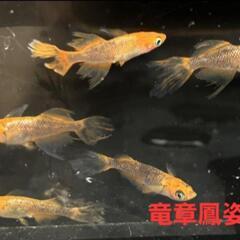 【改良メダカ】🐠竜章鳳姿RLF🐠有精卵🐠50個以上🐠の画像