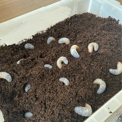 カブトムシの幼虫の画像