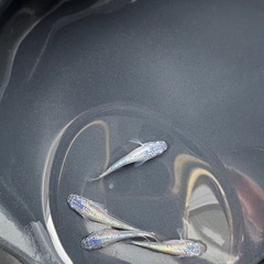 ネプチューン　2ペアの画像