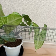 シンゴリウムの画像