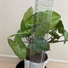 シンゴリウムの画像