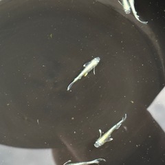 メダカマリュアージュの画像