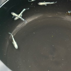 メダカマリュアージュの画像