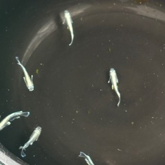 メダカマリュアージュの画像