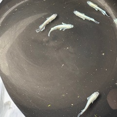 メダカマリュアージュの画像