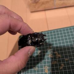オオクワガタ　オス・メス合計二匹の画像