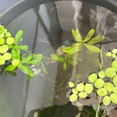 金平糖メダカ5月末〜6月産まれの画像
