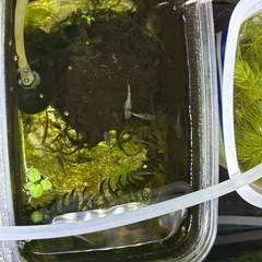 金平糖メダカ5月末〜6月産まれの画像
