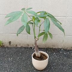 パキラ🌿の画像