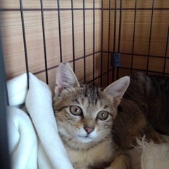 キジトラ　子猫　4ヶ月