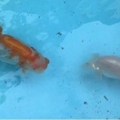 らんちゅう 優良系統 上物 太め 1匹4800円〜