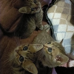 母親の居ない子猫達