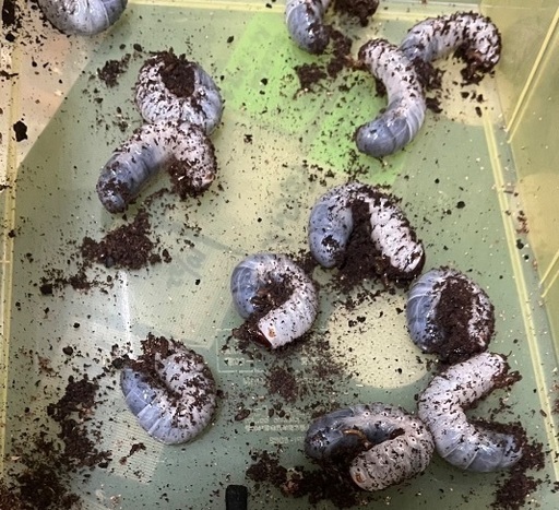 ヘラクレス幼虫　2令　20頭セット