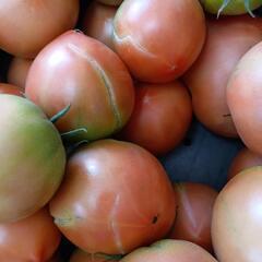 理由ありトマト🍅 10kg ①の画像