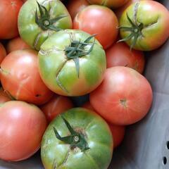 理由ありトマト🍅 10kg ①の画像