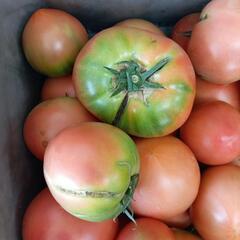 理由ありトマト🍅 10kg ②の画像