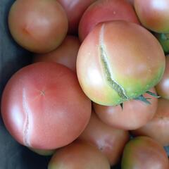 理由ありトマト🍅 10kg ③の画像