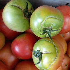 理由ありトマト🍅 10kg ③の画像