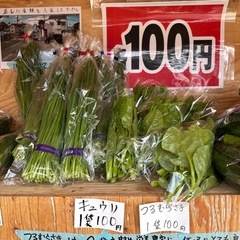 朝取立て　野菜の画像