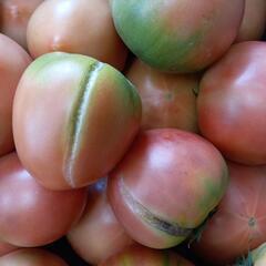 理由ありトマト🍅 10kg ④の画像