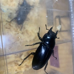 【♂♀♀】マレーアンタエウスオオクワガタの画像