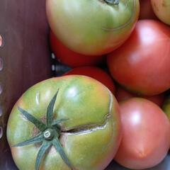 理由ありトマト🍅 10kg ⑤の画像