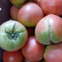 理由ありトマト🍅 10kg ⑤の画像
