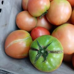 理由ありトマト🍅　10kg ⑥の画像