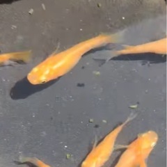 楊貴妃メダカショート体型の画像