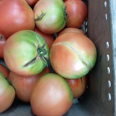 理由ありトマト🍅　10kg⑦の画像