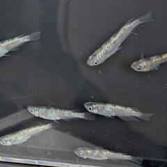 白斑サファイヤ　メダカ　7匹の画像