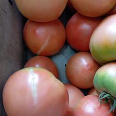 理由ありトマト🍅　10kg　⑧の画像