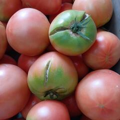 理由ありトマト🍅　10kg　⑧の画像