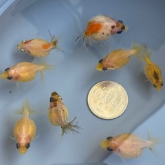 ピンポンパール　8尾　金魚の画像
