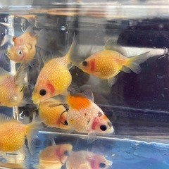 ピンポンパール　8尾　金魚の画像