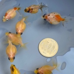 ピンポンパール　8尾　金魚の画像