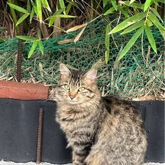 キジトラ半長毛女の子　1歳2ヶ月