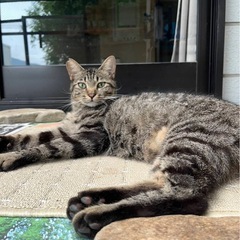 キジトラの男の子　1歳2ヶ月