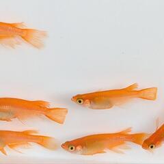 小野紅帝ヒレ長　メダカ　6匹の画像