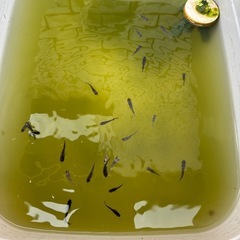 「お盆限定」和墨メダカ1匹の画像