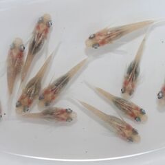 白透明鱗メダカ 3匹セット - 道の駅にのみやで直売しております。メダカ販売店 亀田養魚 めだかの生産・卸・販売の画像