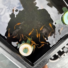「お盆限定」竜章鳳姿メダカ1匹の画像