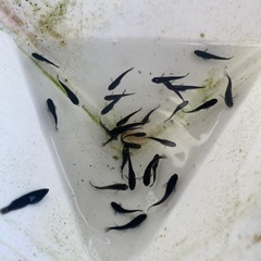 オロチメダカの画像