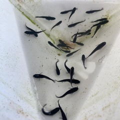 オロチメダカの画像
