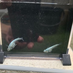レックウザ2ペアの画像