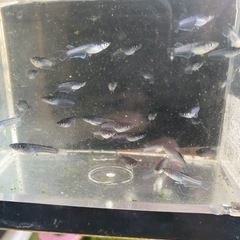 ミッドナイトフリル漆黒メダカの画像