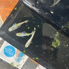 はちみつの画像