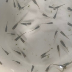 高級　メダカ　深海　15匹　の画像