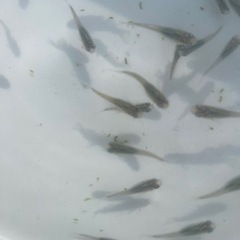 高級　メダカ　深海　10匹の画像